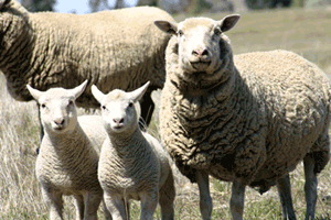 Sheep.gif